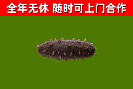 凌云县烟酒回收干海参.jpg